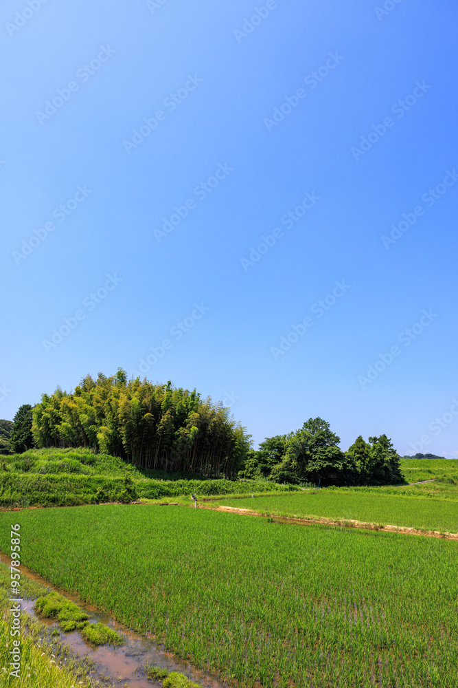 初夏の田園風景 初夏の田園風景