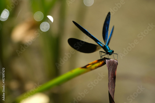 Valokuvatapetti garten Animals Images Pictures anisoptera dragonfly