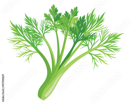 organic fresh dill vector illustration 