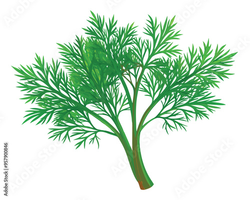 organic fresh dill vector illustration 