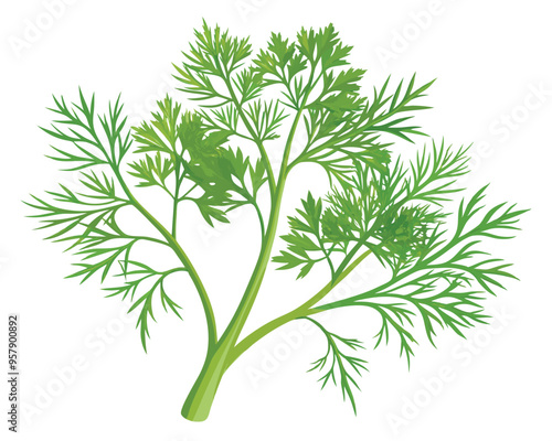 organic fresh dill vector illustration 