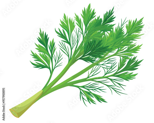 organic fresh dill vector illustration 