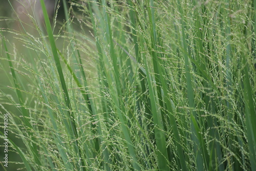 Panicum virgatum. Ornamental grass in the garden.
