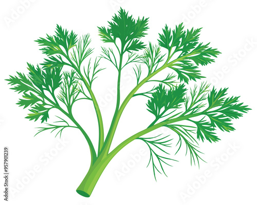 organic fresh dill vector illustration 