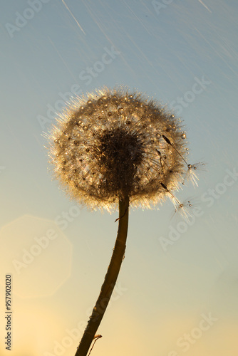 Dandelion seeds with sky background and copy space