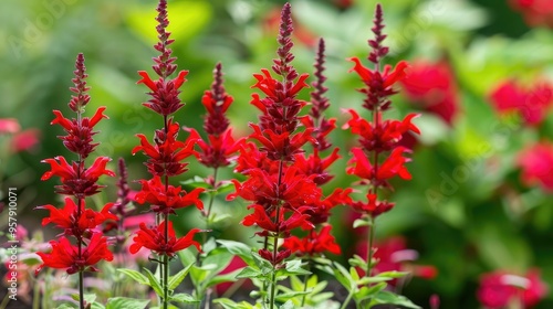 Scarlet Sage Plants also known as Scarlet Salvia