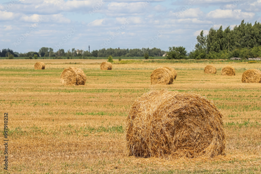 Haystack in the field after harvest. Round bales of hay across a farmer's field, blue sky with clouds Haystack in the field after harvest. Round bales of hay across a farmer's field, blue sky with clouds