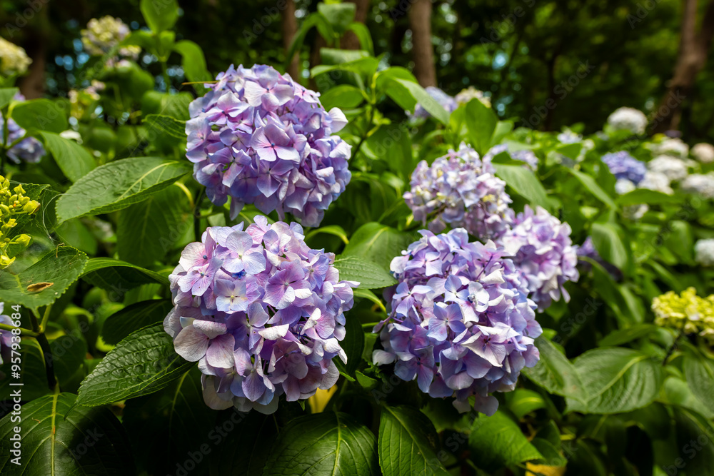 大阪市の長居植物園で見た紫色の紫陽花