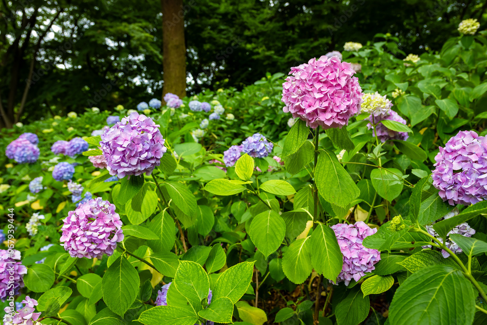 大阪府吹田市の万博記念公園で見た、ピンクや紫色のカラフルな紫陽花