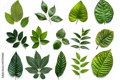 A collection of various green leaves, each with different shapes and textures, isolated against