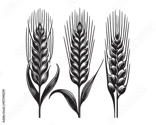 Wheat ears Vector isolated on a white background, A Wheat grain silhouette vector
