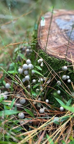 Mushrooms on the ground