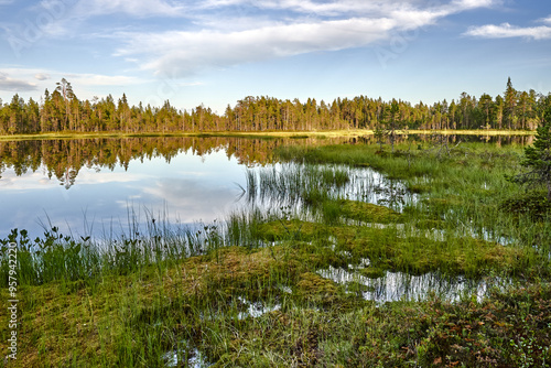 Lake in the forest