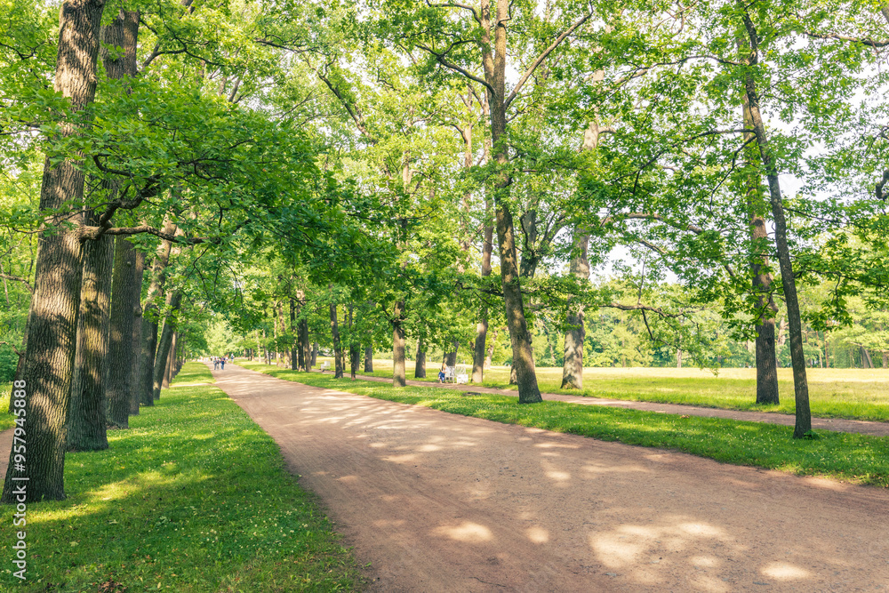 A path in a park with trees and a bench A path in a park with trees and a bench