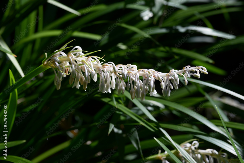 Naklejka premium ノシラン