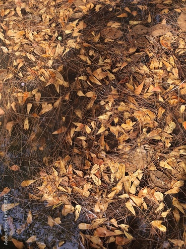 Many small dry leaves floating in the water for background image.