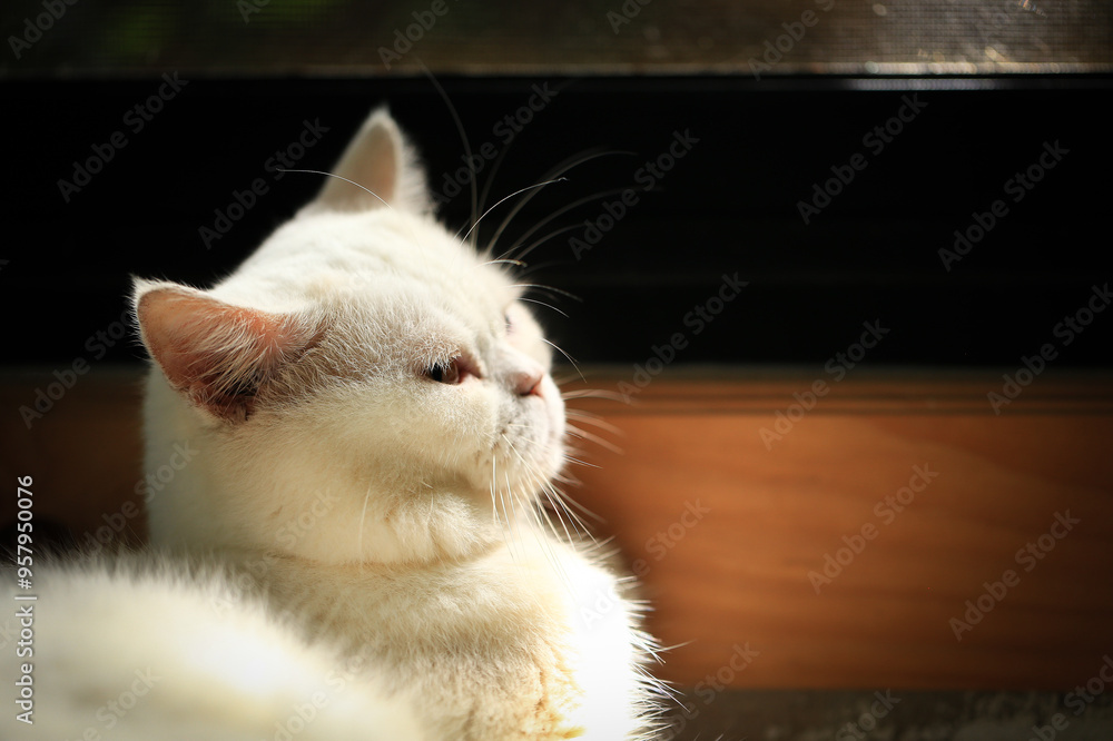 Obraz premium White cat and beautiful sunlight