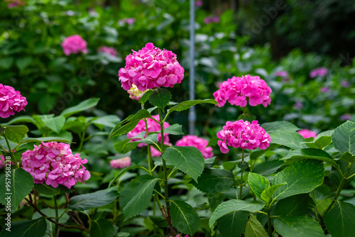 Wallpaper Mural 大阪府吹田市の万博記念公園で見た、ピンクや紫色の紫陽花 Torontodigital.ca