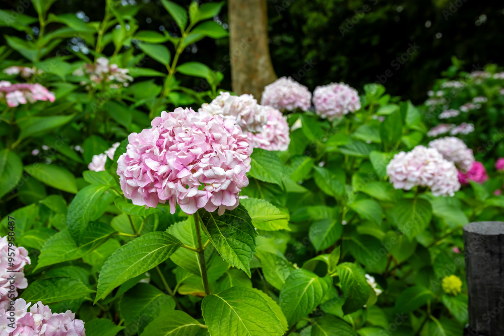 大阪府吹田市の万博記念公園で見た、ピンク色の紫陽花