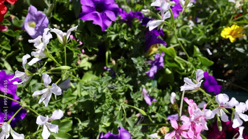 Colorful Flowers in Bloom Colorful Flowers in Bloom
