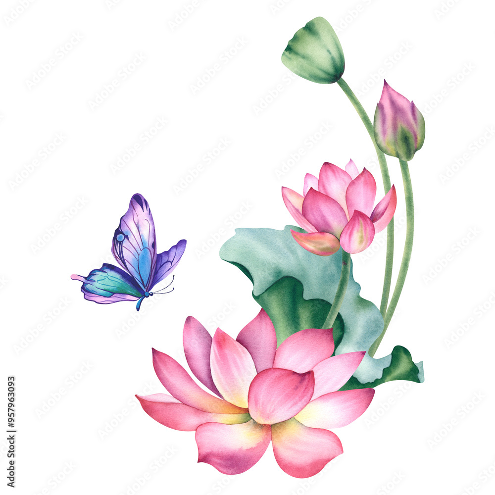 Watercolor pink lotuses with a butterfly and on a white background. The water lilies are hand-painted. A composition with a lotus. A template for the design of postcards. Spa design and zen Watercolor pink lotuses with a butterfly and on a white background. The water lilies are hand-painted. A composition with a lotus. A template for the design of postcards. Spa design and zen