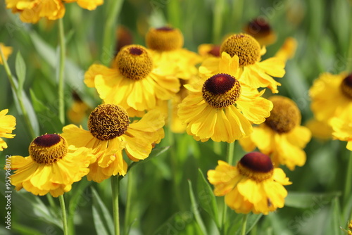Helenium autumnale. Yellow and red flowers in garden.