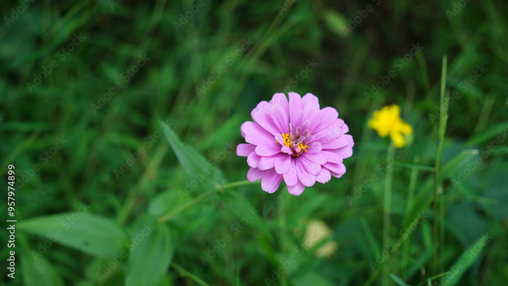 Little pink flowers in the grass Little pink flowers in the grass