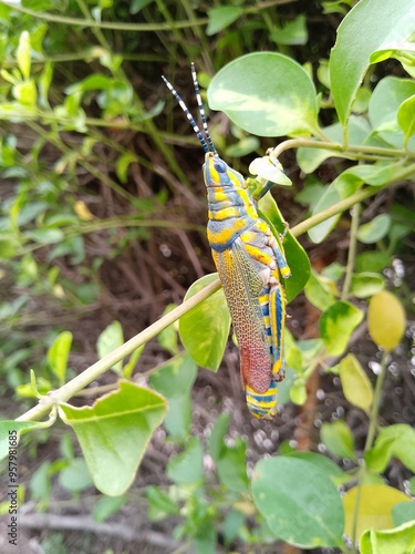 Grasshopper grasshopper on a leaf, grasshopper on a branch, tomato plant in the garden, plants growing in a garden, Grasshopper in the jungle, yellow butterfly photo