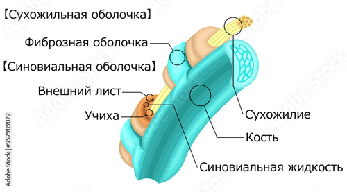 腱　腱鞘　イラスト　ロシア語