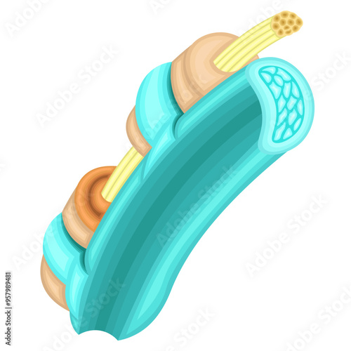腱　腱鞘　イラスト