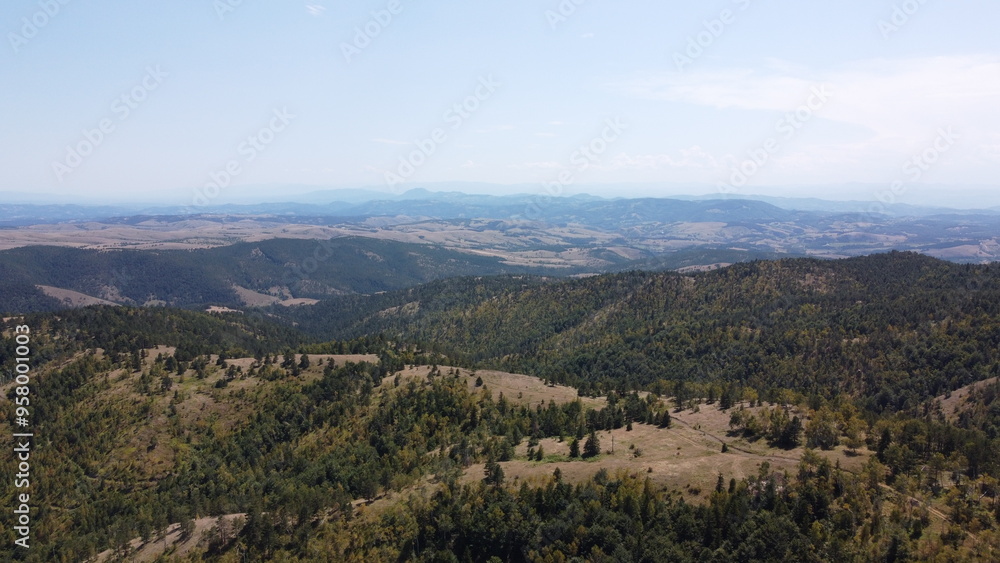 Naklejka premium tree national park country