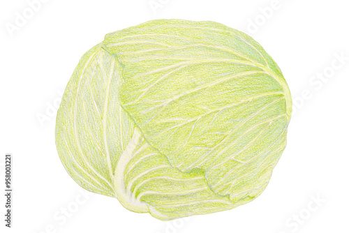 キャベツのイラスト