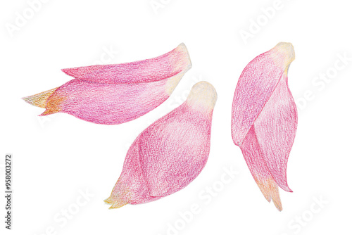 ミョウガのイラスト