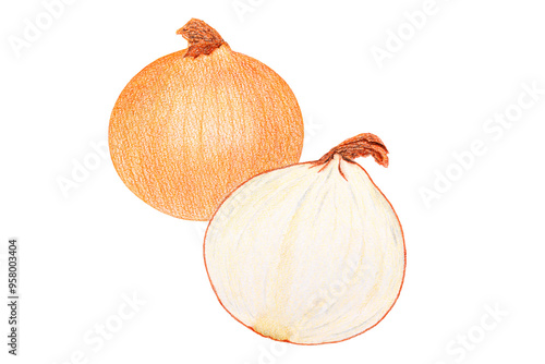 玉ねぎのイラスト