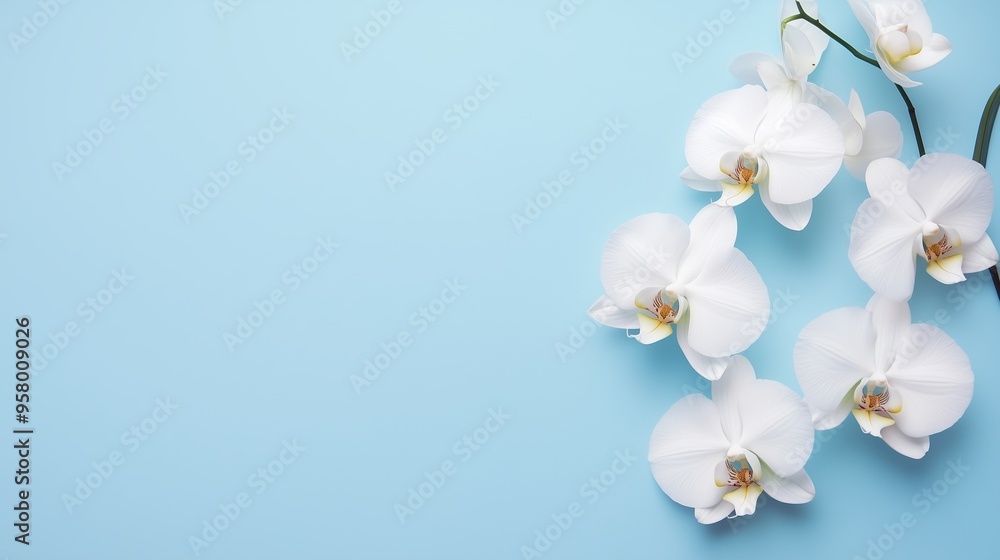 Delicate white orchids arranged on a soft blue background highlighting their natural beauty and elegance