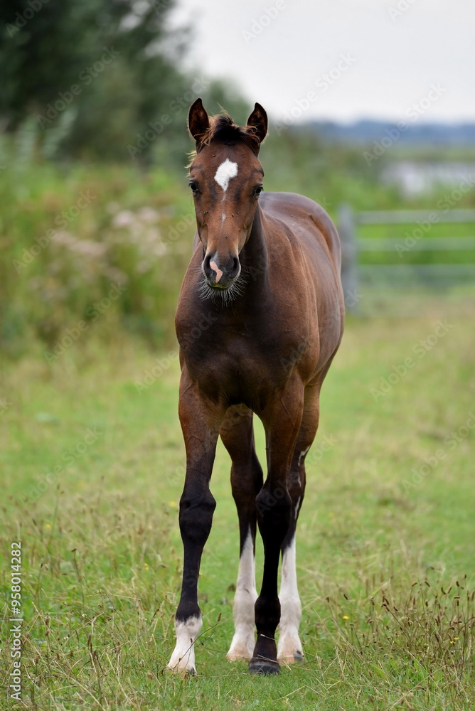 A brown foal with a white spot on his forehead and white socks, shot from the front, looking in the camera. Flies are visible on his muzzle. A brown foal with a white spot on his forehead and white socks, shot from the front, looking in the camera. Flies are visible on his muzzle.