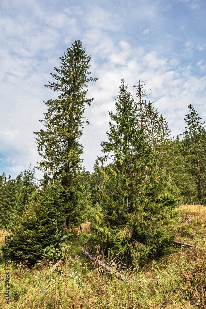 Landscapes - Macro - Forest - Europe, Romania, Suceava region Landscapes - Macro - Forest - Europe, Romania, Suceava region