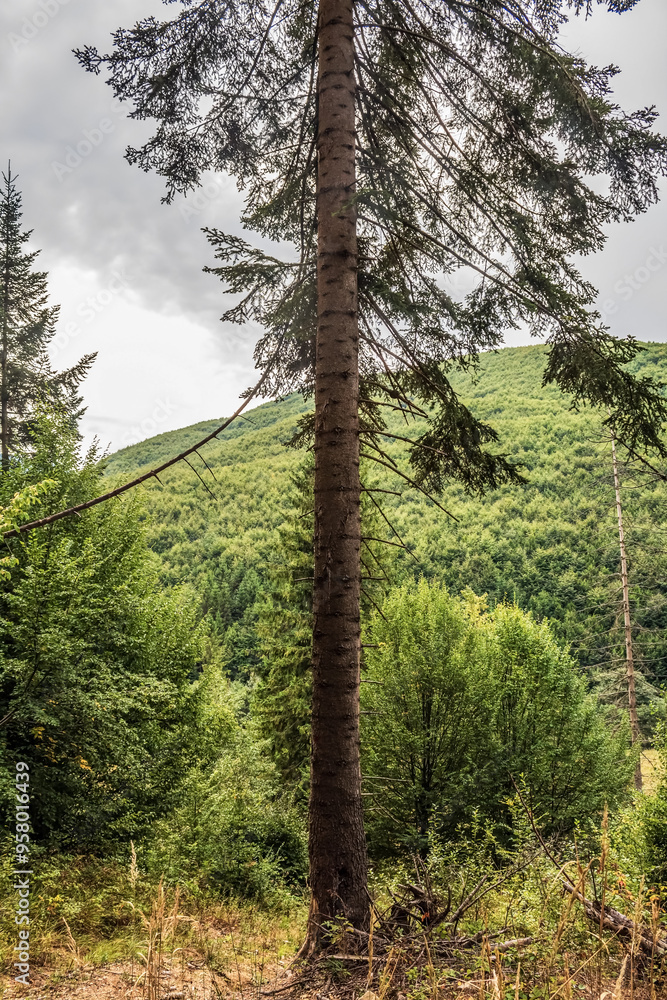 Fototapeta premium Landscapes - Macro - Forest - Europe, Romania, Suceava region
