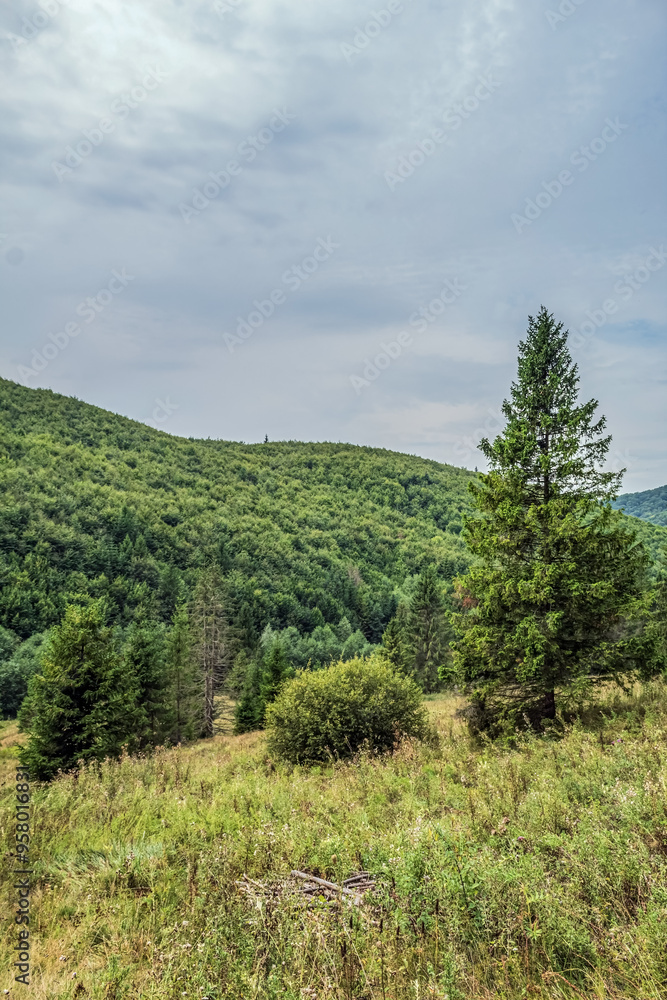 Landscapes - Macro - Forest - Europe, Romania, Suceava region Landscapes - Macro - Forest - Europe, Romania, Suceava region