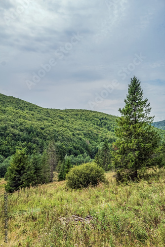 Landscapes - Macro - Forest - Europe, Romania, Suceava region