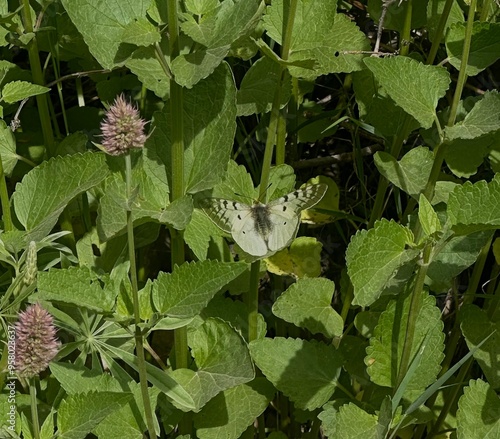 Butterfly on leaves 