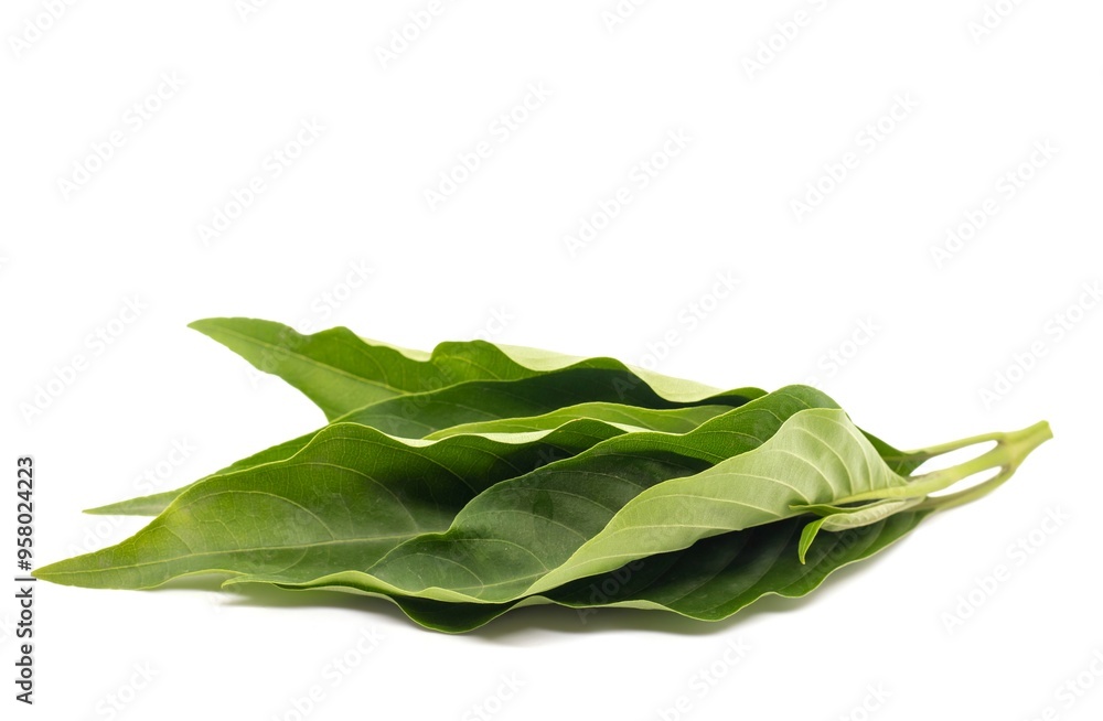 Closeup of Malabar Nut Leaves or Justicia Adhatoda Leaves Isolated on White Background, Also Known as Adulsa or Vasaka, Uses Ayurvedic Herbal Medicine Closeup of Malabar Nut Leaves or Justicia Adhatoda Leaves Isolated on White Background, Also Known as Adulsa or Vasaka, Uses Ayurvedic Herbal Medicine
