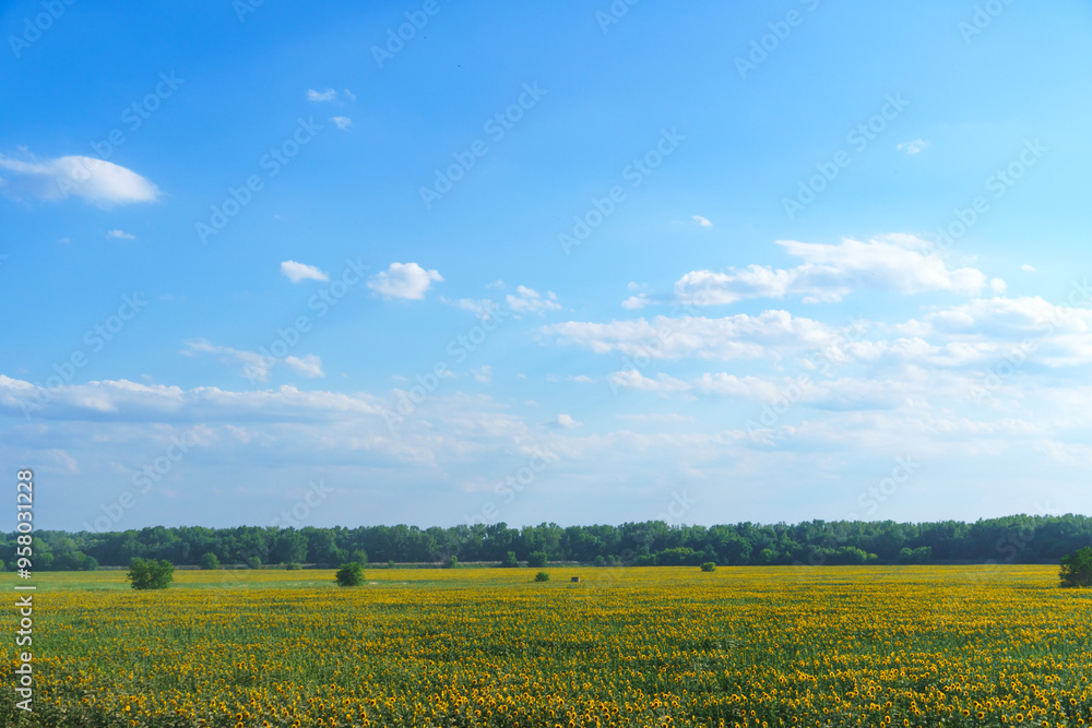 sunflower field and summer nature, beautiful sunny landscape sunflower field and summer nature, beautiful sunny landscape