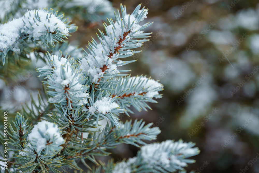 a close view of spruce branches covered with snow a close view of spruce branches covered with snow
