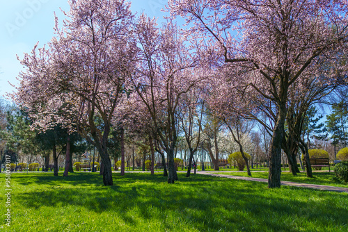 cherry blossoms in the city park, a bright sunny day