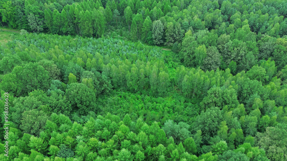 Young Forest Expanding Across Rural Land Young Forest Expanding Across Rural Land