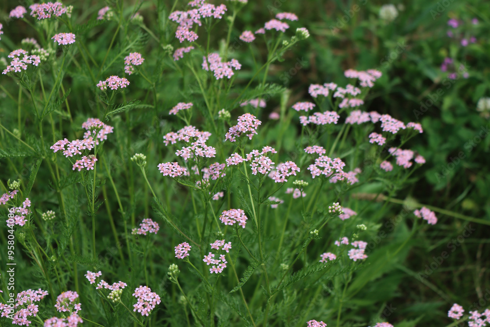 Many pink yarrow flowers in the meadow. Achillea millefolium wildflower in Italy Many pink yarrow flowers in the meadow. Achillea millefolium wildflower in Italy