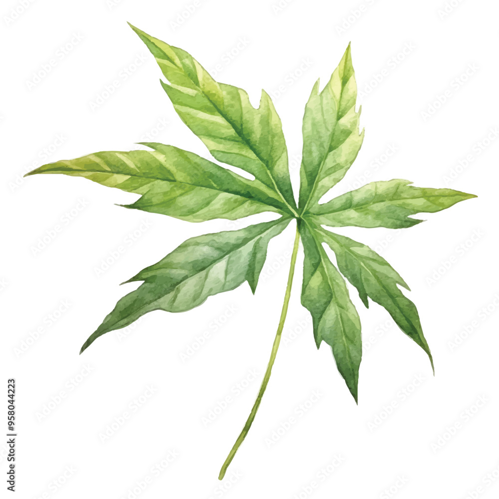watercolor of papaya leaf isolated white background watercolor of papaya leaf isolated white background