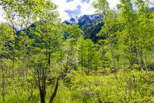 日本の風景・初夏　長野　新緑の上高地　田代湿原