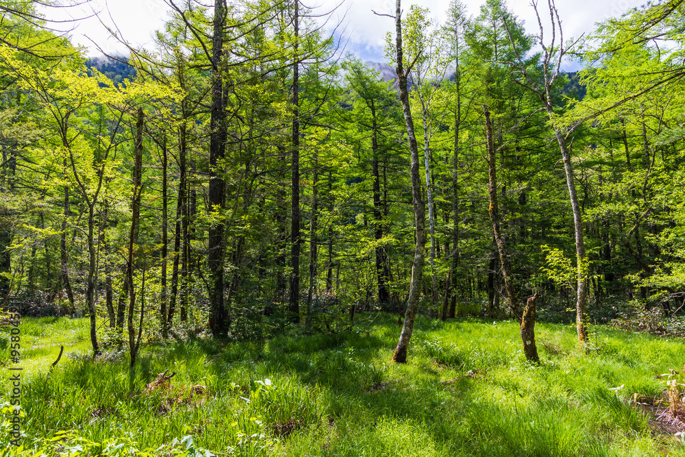 Obraz premium 日本の風景・初夏 長野 新緑の上高地 田代湿原